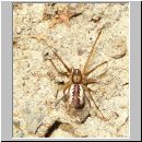 Linyphia triangularis - Baldachinspinne 01.jpg